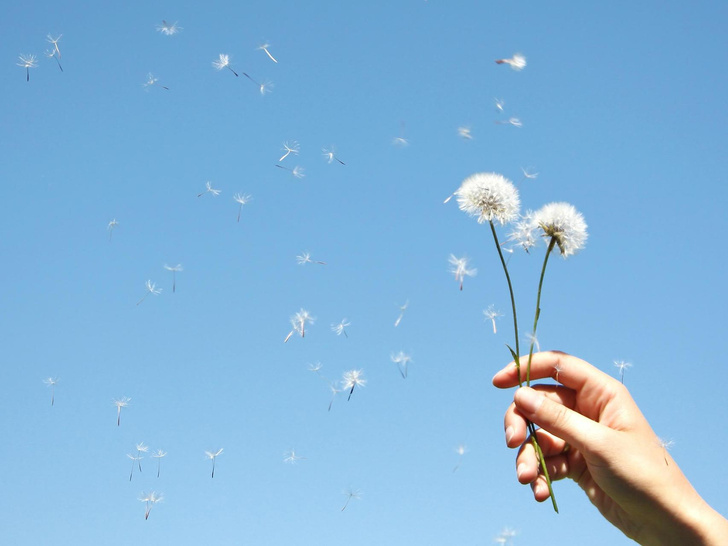 Miracle Weed: Benefits and Harms of Dandelion for Human Health