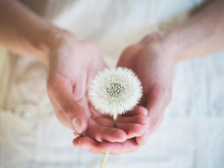 Miracle Weed: Benefits and Harms of Dandelion for Human Health